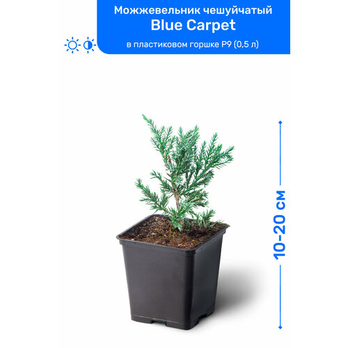    Blue Carpet ( ) 10-20     P9 (0,5 ), ,   ,   1195 