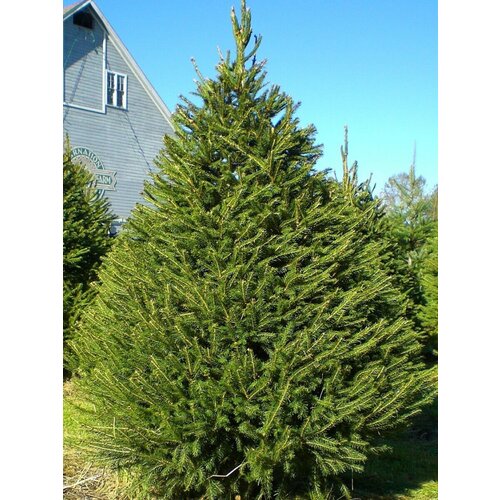     (picea abies), 165    -     , -, 