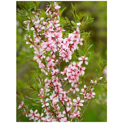     (Prunus tenella), 5    -     , -, 