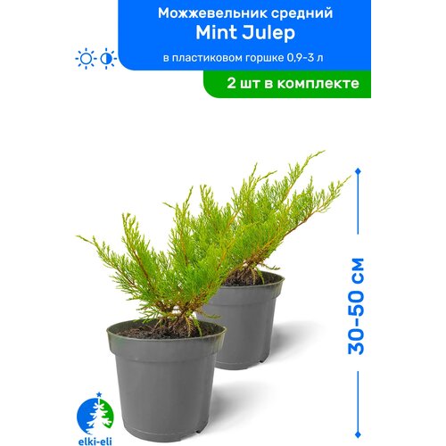    Mint Julep ( ) 30-50     0,9-3 , ,   ,   2 ,   2990 