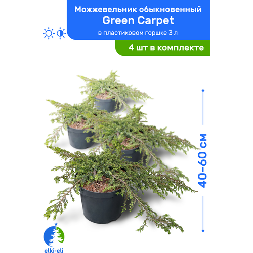    Green Carpet ( ) 40-60     3 , ,   ,   4 ,   9400 