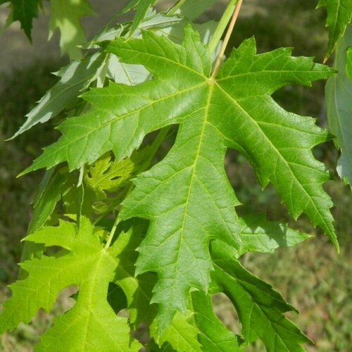     () / Acer saccharinum, 10    -     , -, 