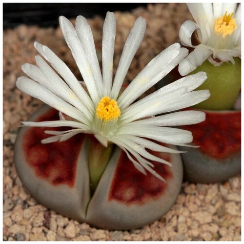      Lithops karasmontana Summitatum 10 .   -     , -, 