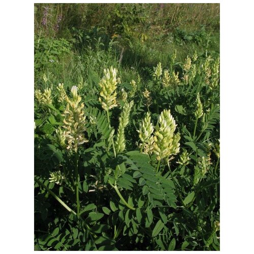    (. Astragalus cicer)  15   -     , -, 