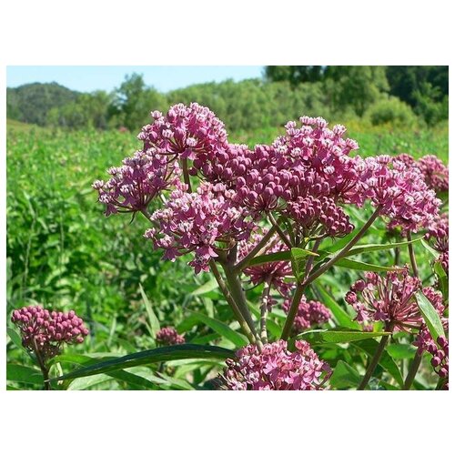    -   -   (. Asclepias syriaca)  50,   303 