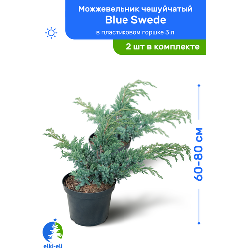    Blue Swede ( ) 60-80     3 , ,   ,   2    -     , -, 