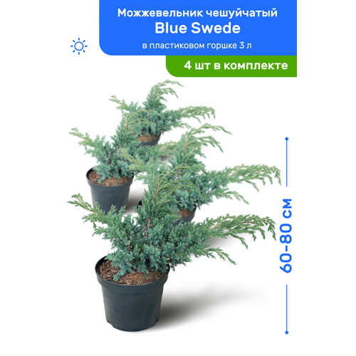    Blue Swede ( ) 60-80     3 , ,   ,   4    -     , -, 