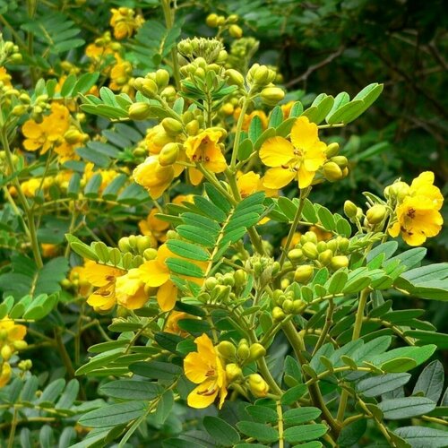     (senna occidentalis), 10 ,   358 