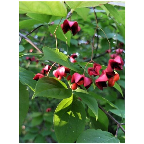     (Euonymus maximowicziana), 10    -     , -, 