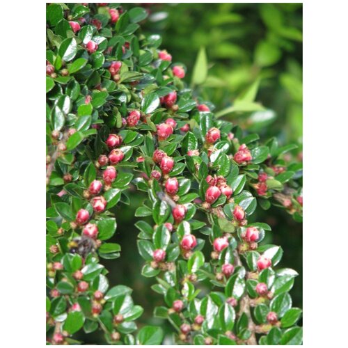     (Cotoneaster horizontalis), 25    -     , -, 