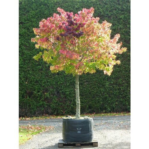   20    ( ) / Liquidambar styraciflua +    -     , -, 