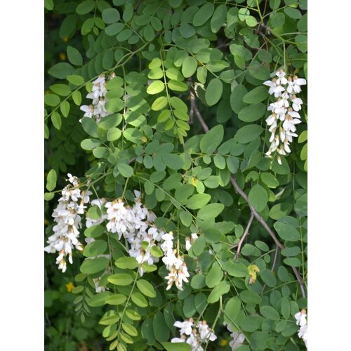     ( ) / Robinia pseudoacacia, 60 ,   1050 