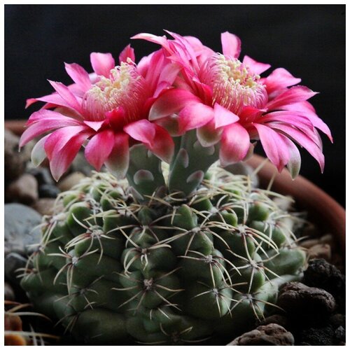      Gymnocalycium baldianum P-127 10 .   -     , -, 