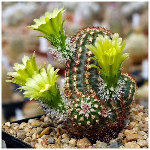      Echinocereus viridiflorus v. minor SB-170 10 .   -     , -, 