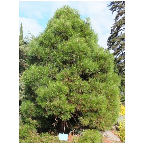     (Pinus nigra pallasiana), 150    -     , -, 