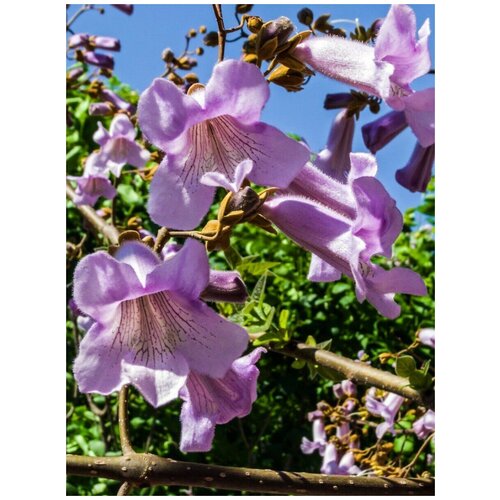     (Paulownia tomentosa), 1000    -     , -, 