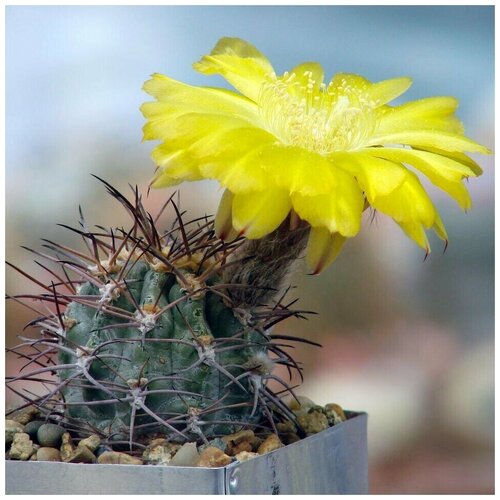      Acanthocalycium griseum 10 .   -     , -, 