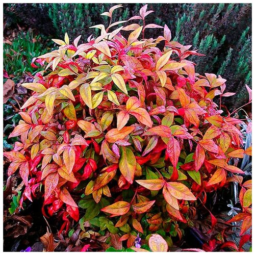    ( . Nandina Domestica )  15   -     , -, 