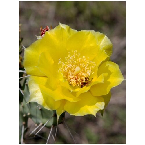       (Opuntia humifusa), 10    -     , -, 