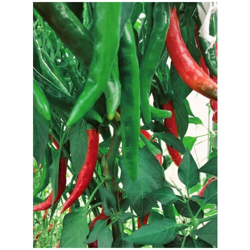     Guntur chili ( ), 5    -     , -, 