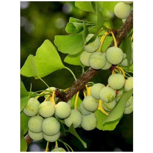     (Ginkgo biloba), 5 ,   550 