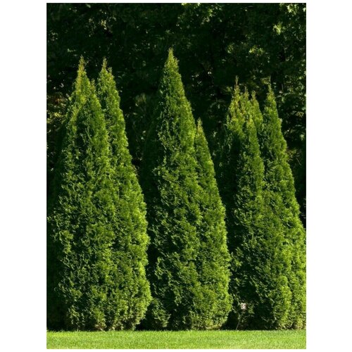     (Thuja occidentalis), 30    -     , -, 