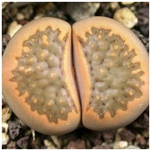      Lithops hallii C-094 10 .   -     , -, 