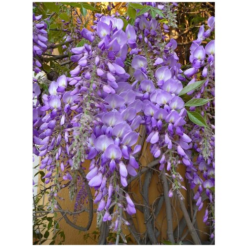     (Wisteria sinensis), 5    -     , -, 