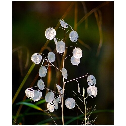    - ( . Lunaria biennis)  20,   350 