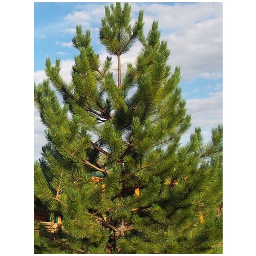     (Pinus peuce), 10    -     , -, 