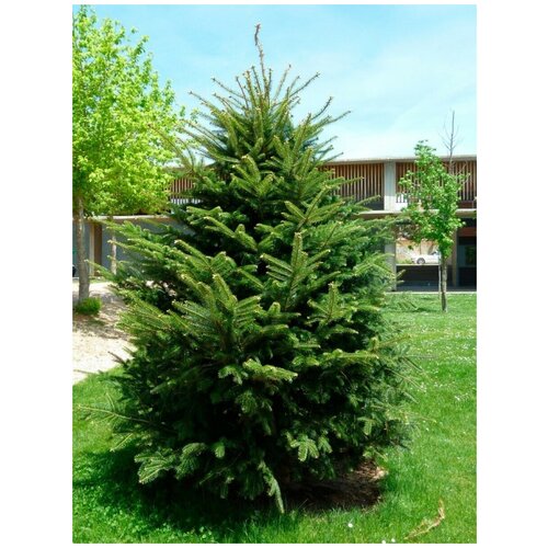      (Abies alba), 15    -     , -, 