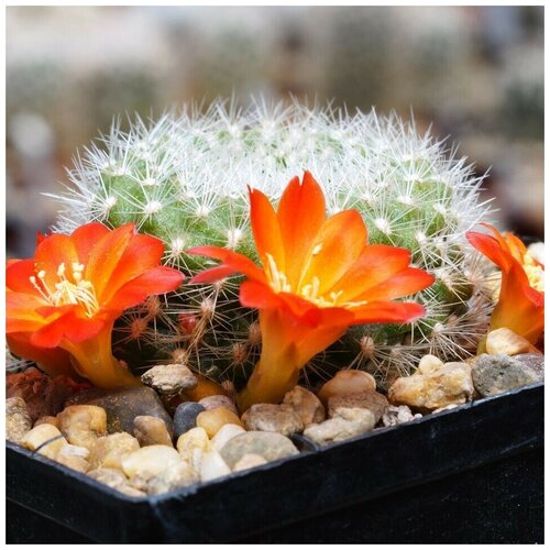      Rebutia xanthocarpa VG-105 10 .   -     , -, 