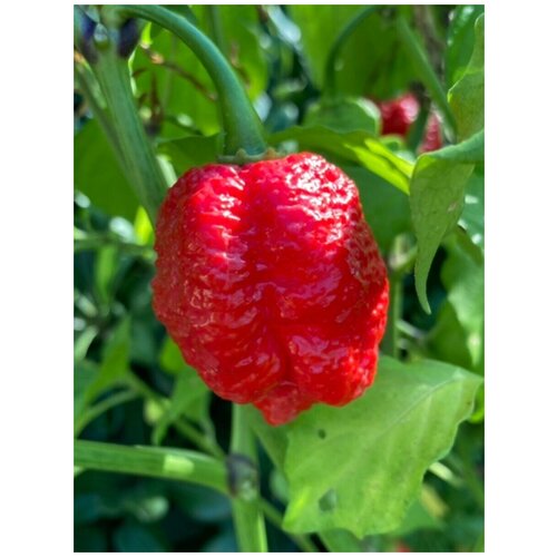     Trinidad Moruga Scorpion red (  ), 5    -     , -, 