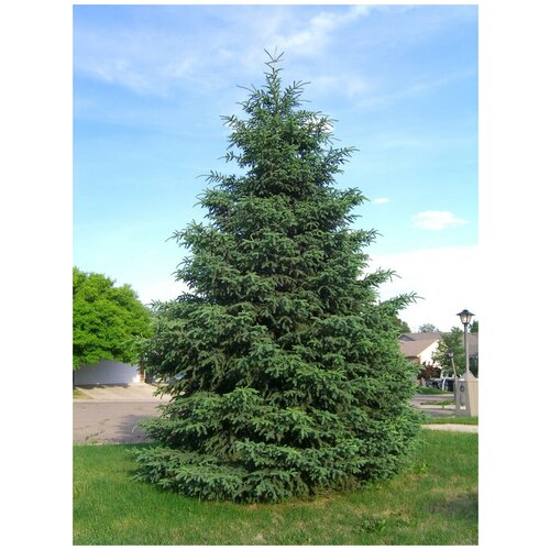     (Picea mariana), 20    -     , -, 