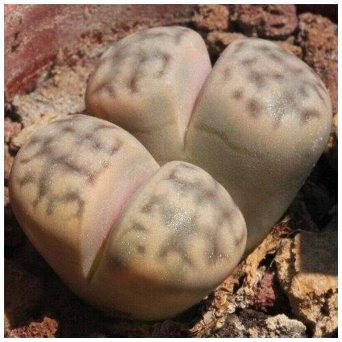      Lithops karasmontana ssp. eberlanzii 10 .,   350 