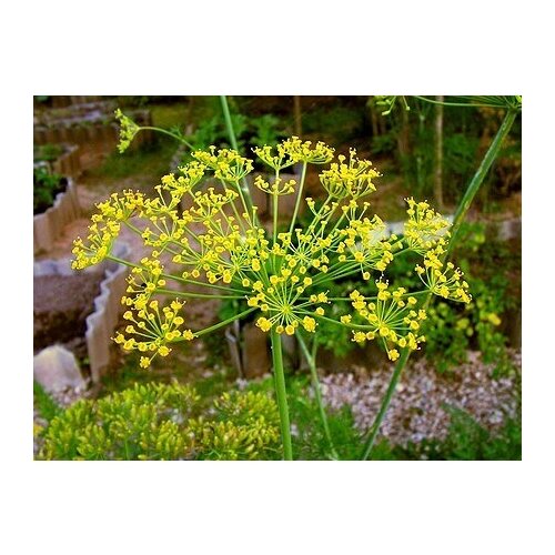    (. Anethum Graveolens)  200   -     , -, 