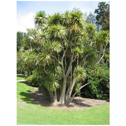      (Cordyline australis), 20 ,   358 