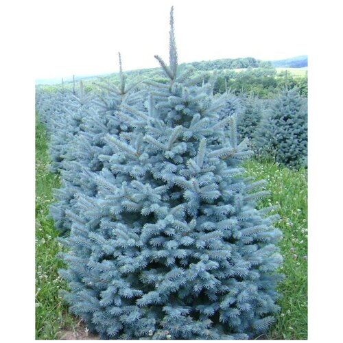      (Picea pungens), 30 ,   400 