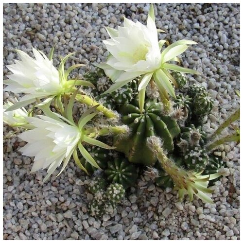      Echinopsis subdenudata 10 .   -     , -, 