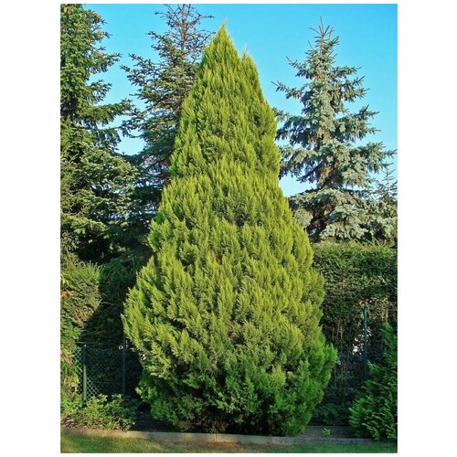     (Chamaecyparis lawsoniana), 35    -     , -, 