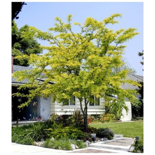    (. Gleditsia Triacanthos)  35,   330 