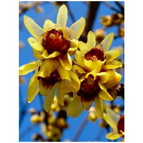     (Chimonanthus praecox), 5    -     , -, 
