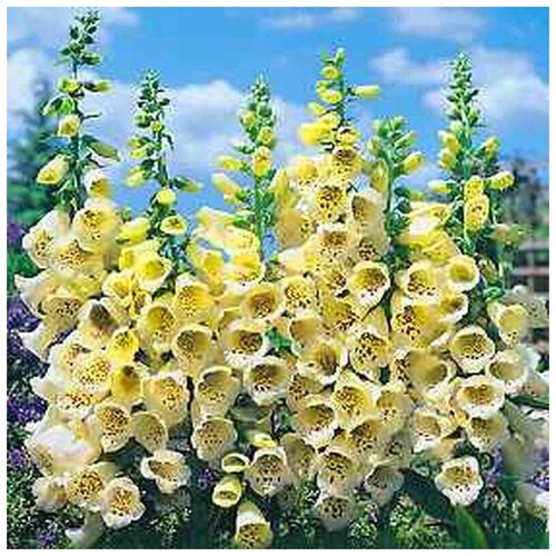    (. Digitalis lutea)  250    -     , -, 