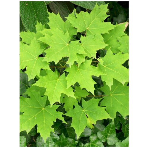     (Acer platanoides), 15    -     , -, 