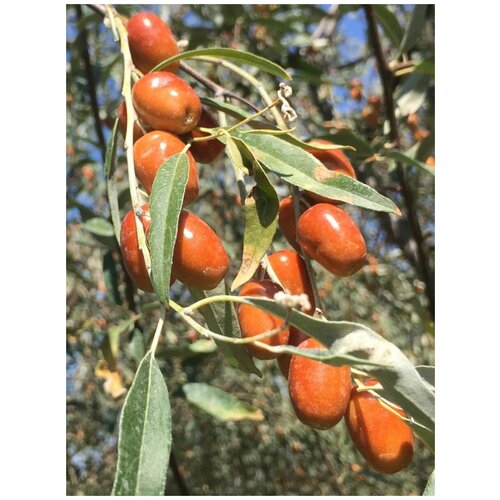     (Elaeagnus angustifolia), 20    -     , -, 