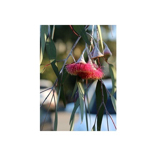    -   -   (. Eucalyptus hybrida)  500,   352 