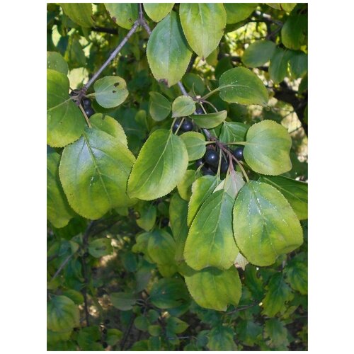      (Rhamnus davurica), 15    -     , -, 