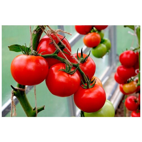    (. Tomato Risentrab)  10   -     , -, 