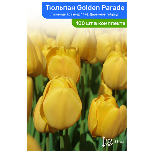   Golden Parade ( ), ,  14+,   100    -     , -, 