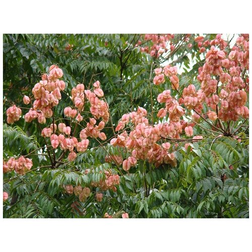    (. Koelreuteria paniculata)  25   -     , -, 